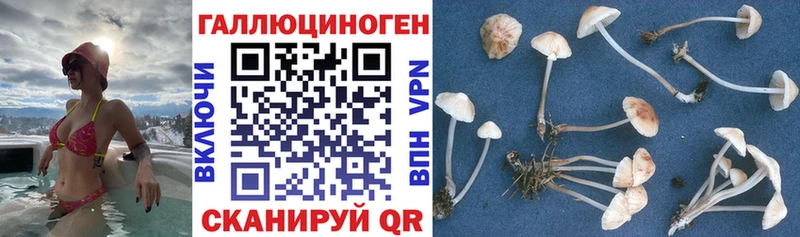 мега как войти  Котово  Псилоцибиновые грибы Psilocybe 